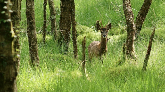 Deer in Foresthow Wood