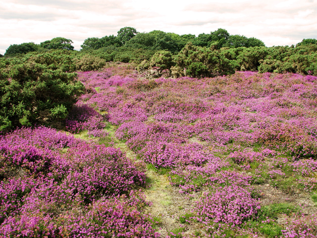 A sea of purple, Westleton Heath