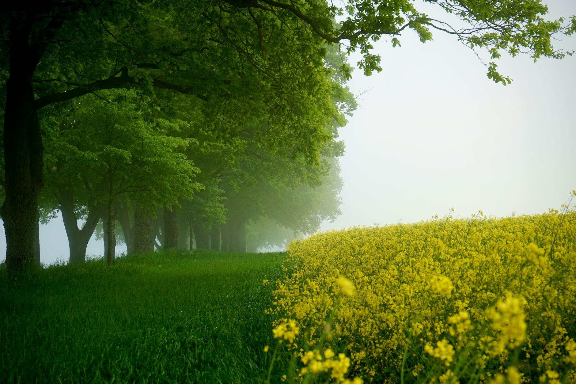 scenic view of a canola field and green trees