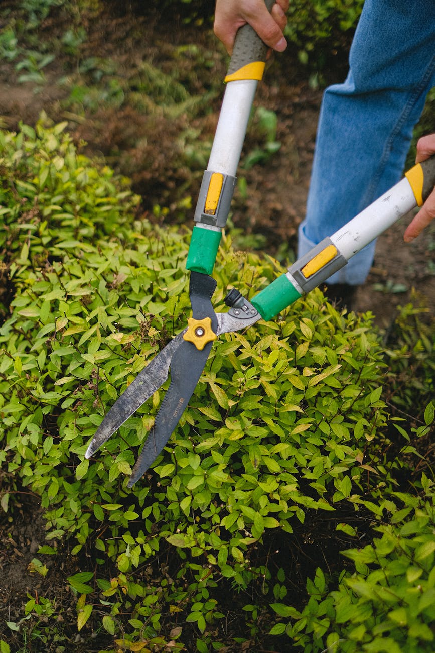 crop gardener with secateurs working on bush