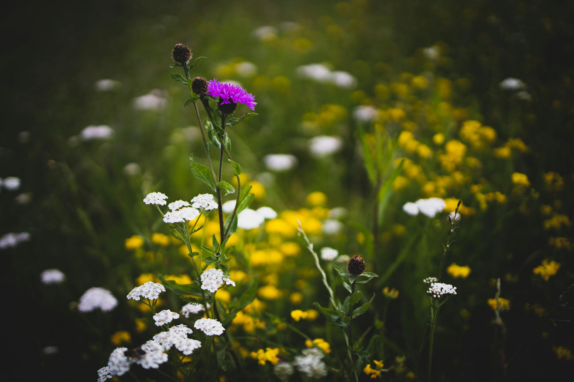 selective focus photo of flowers