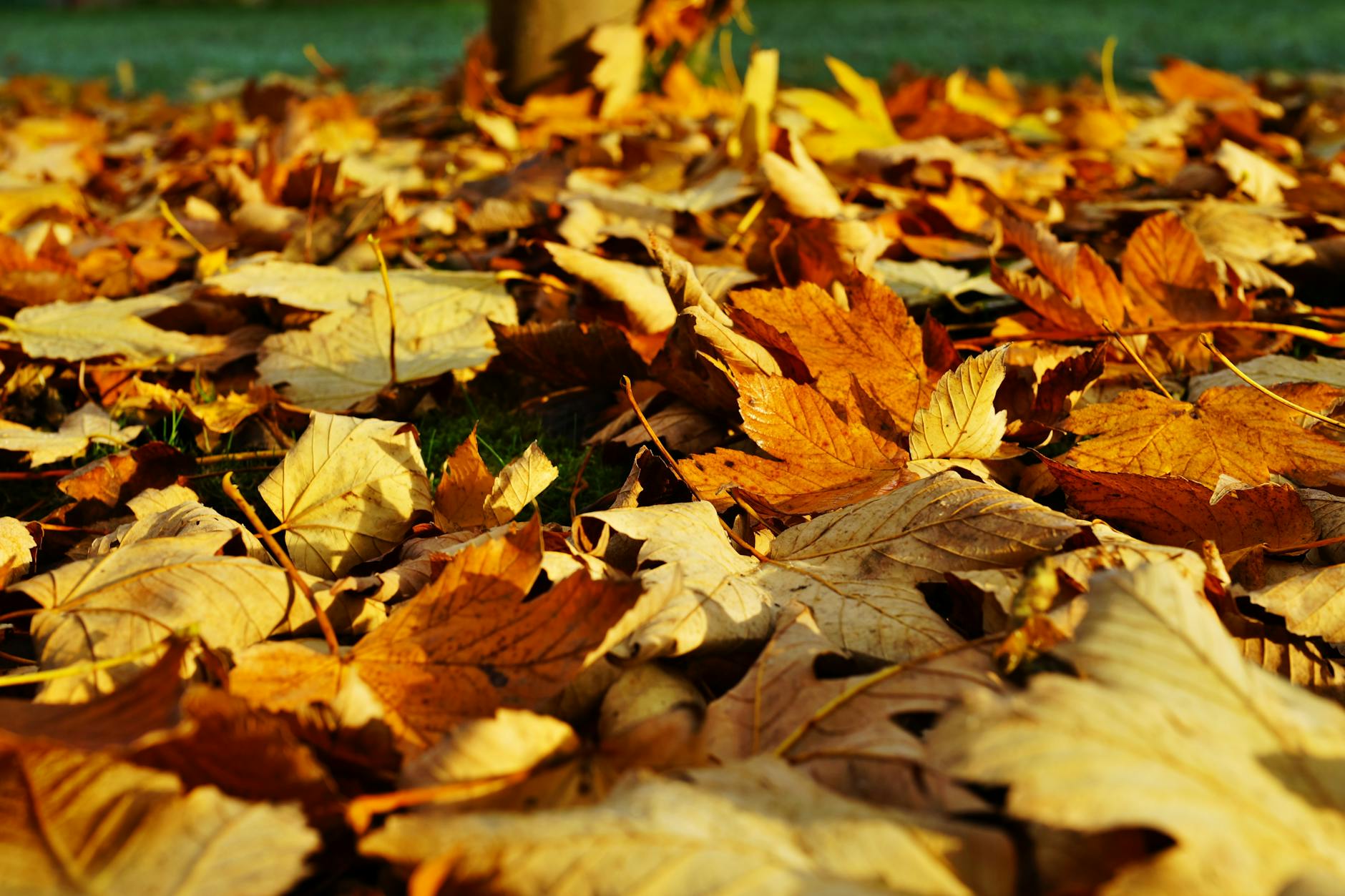 dried yellow maple leaves