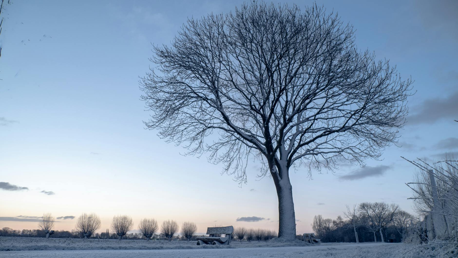 snow covered bench under a tree