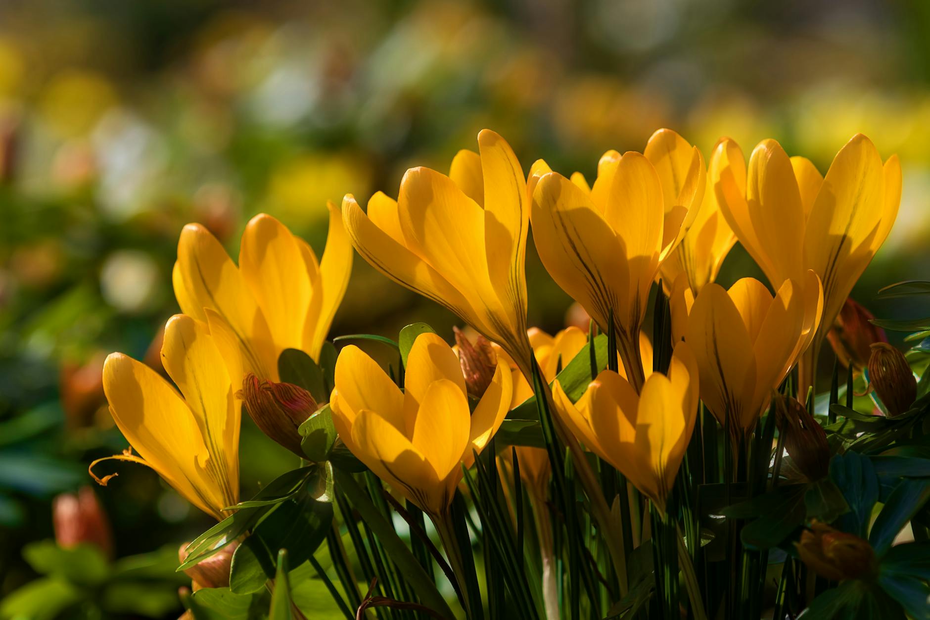 close up shot of yellow crocus