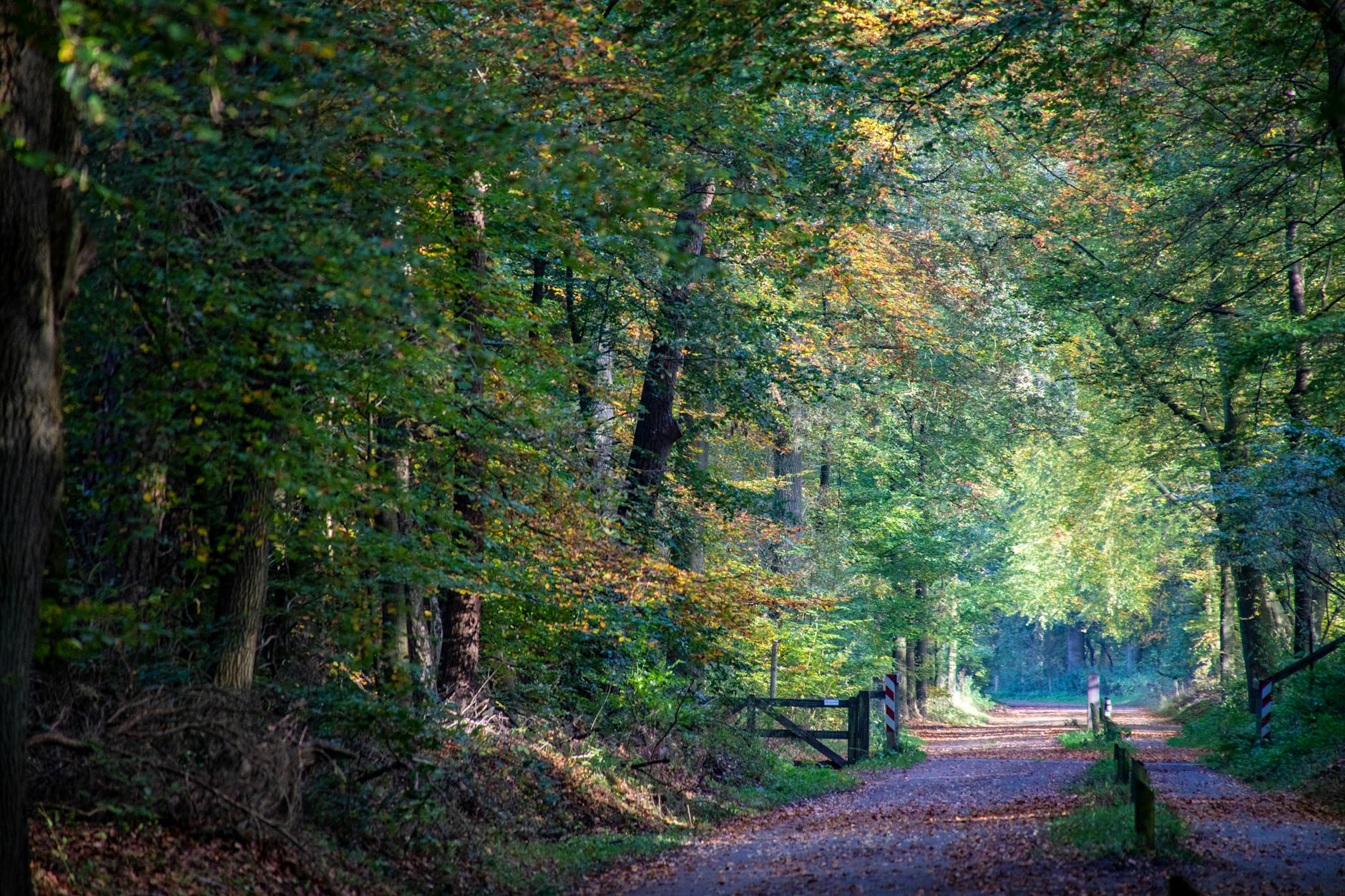 road in green forest