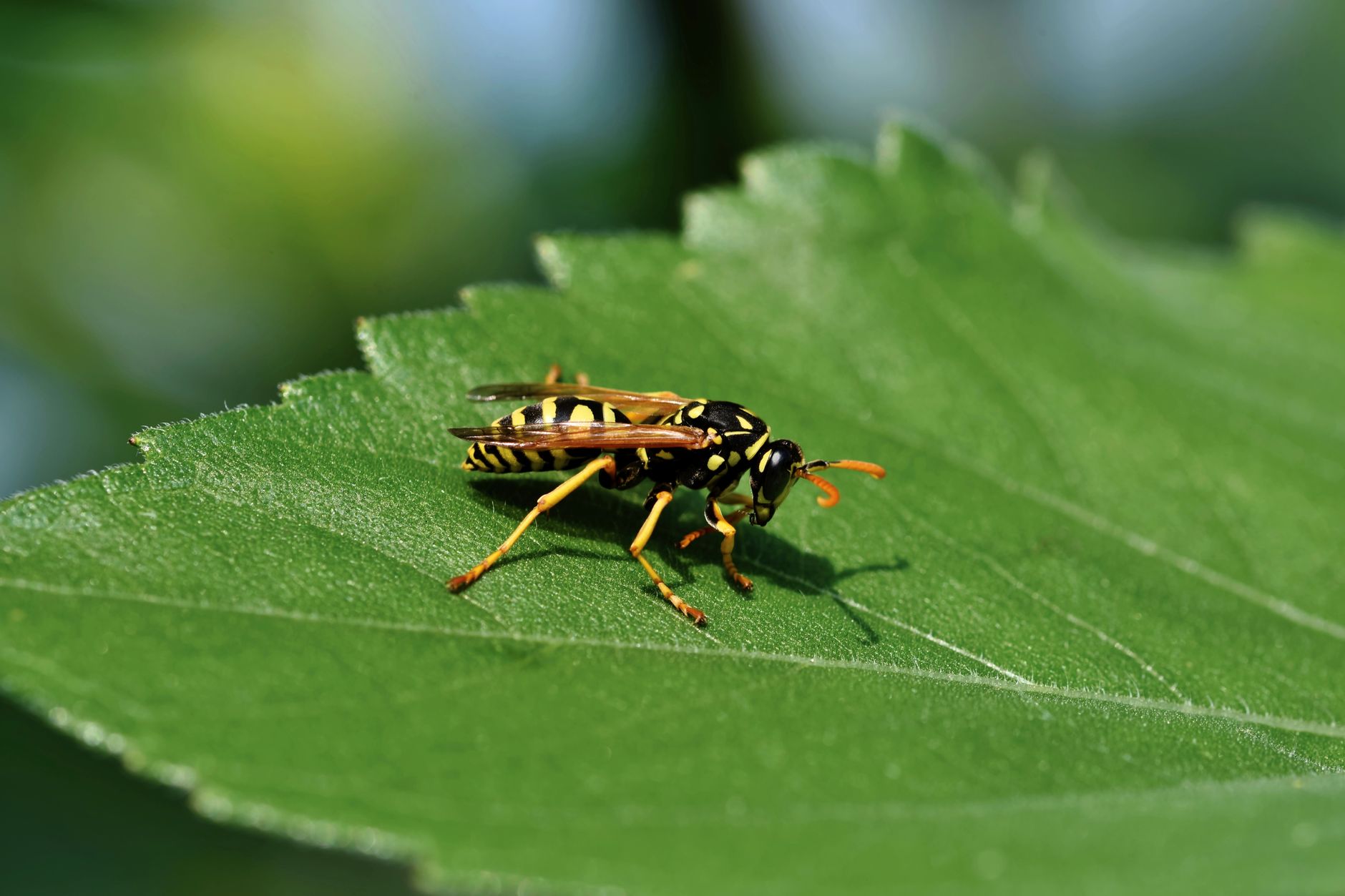 a close up shot of a wasp on a leaf