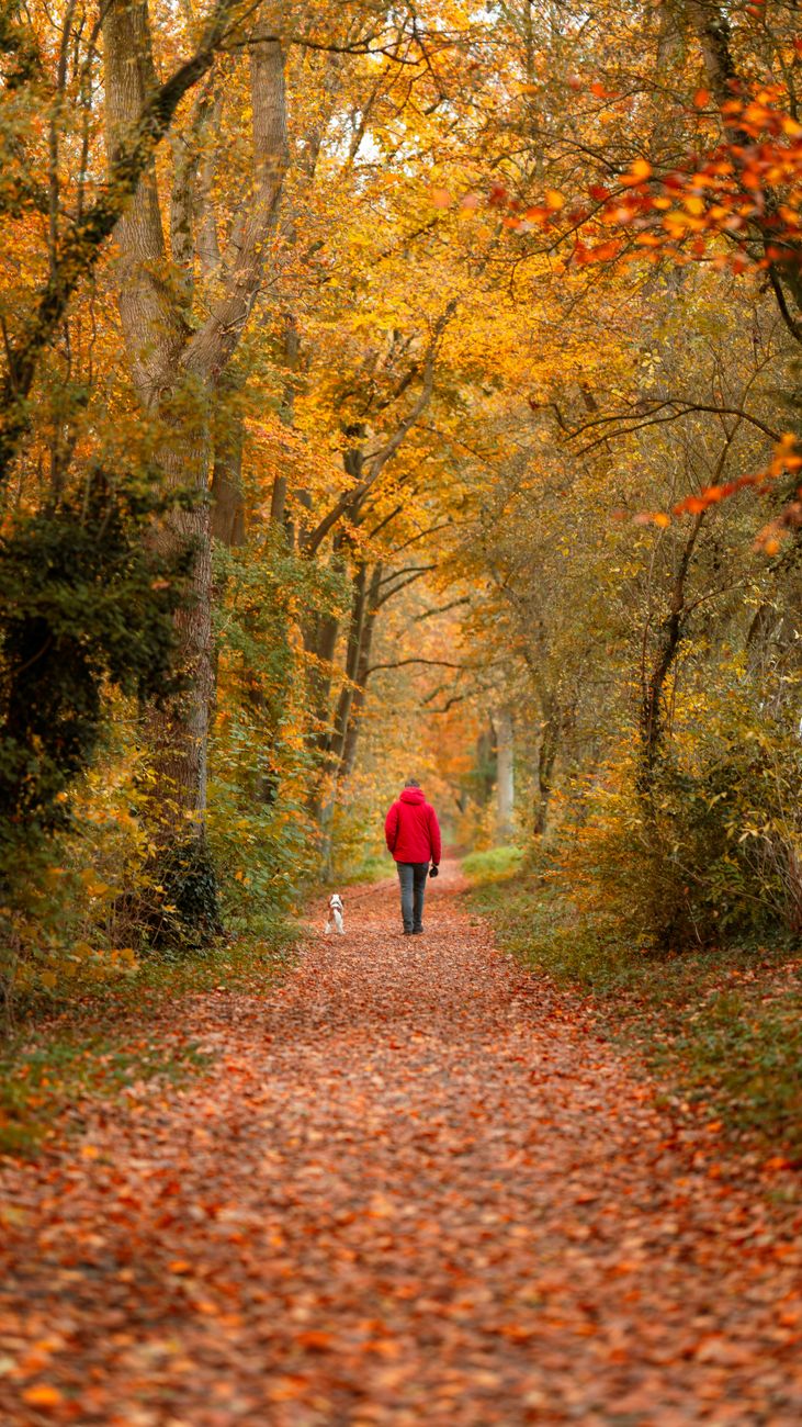 person walking dog in forest in autumn